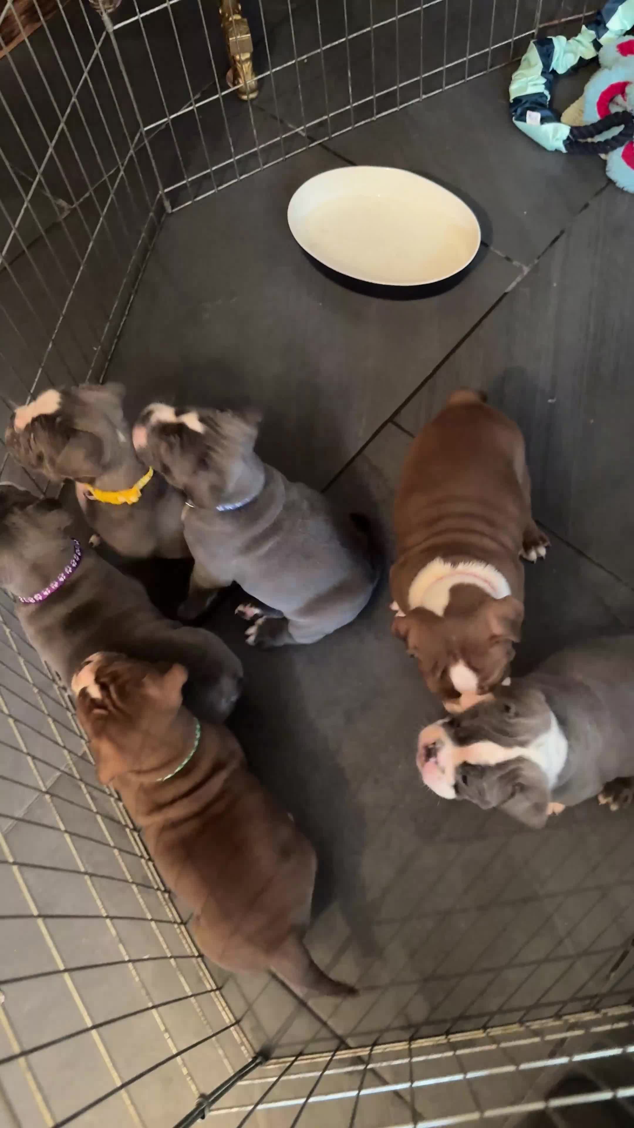 Old Tyme Bulldog dogs for sale: Old tyme bulldog - Video 1