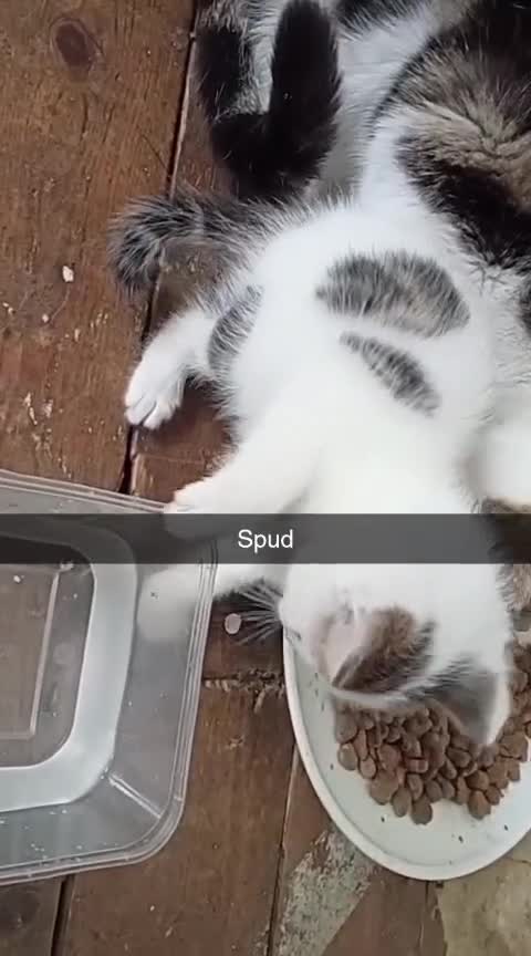 Mixed Breed cats for sale: Kittens Mixed breed (father 1/4 Bengal) - Video 1