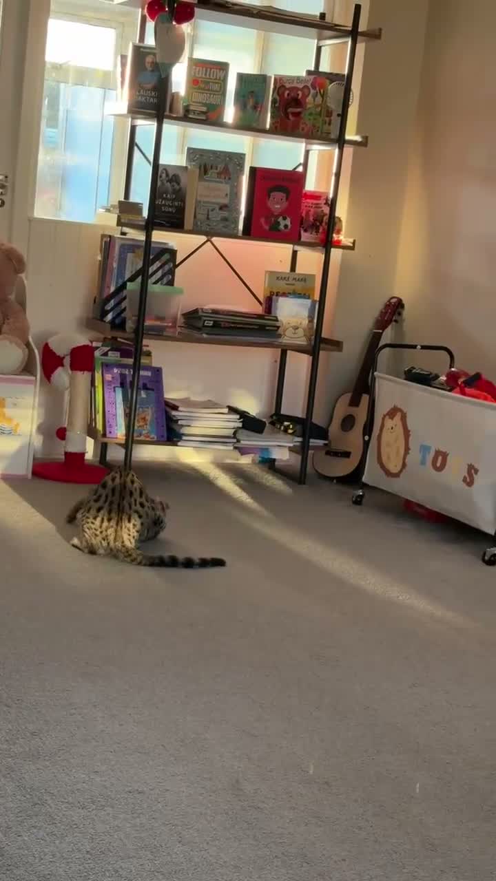 Bengal cats for sale: 7Month Old Bengal Boy Looking for His Forever Home - Video 1