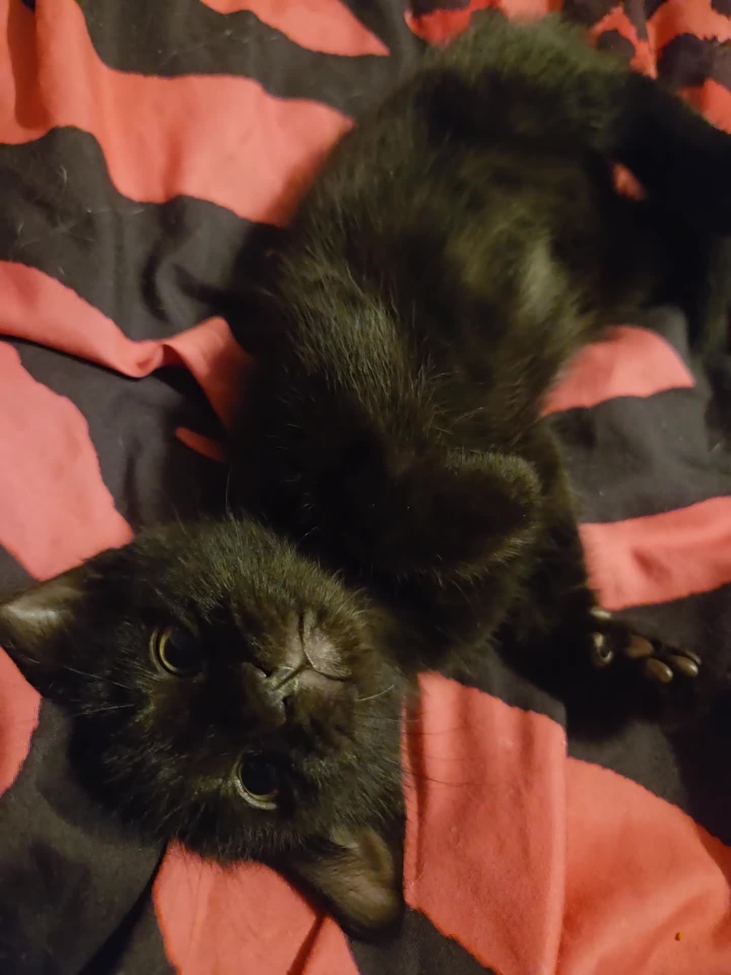 Mixed Breed cats for sale: Binx 🐈‍⬛️ all black male - Video 4