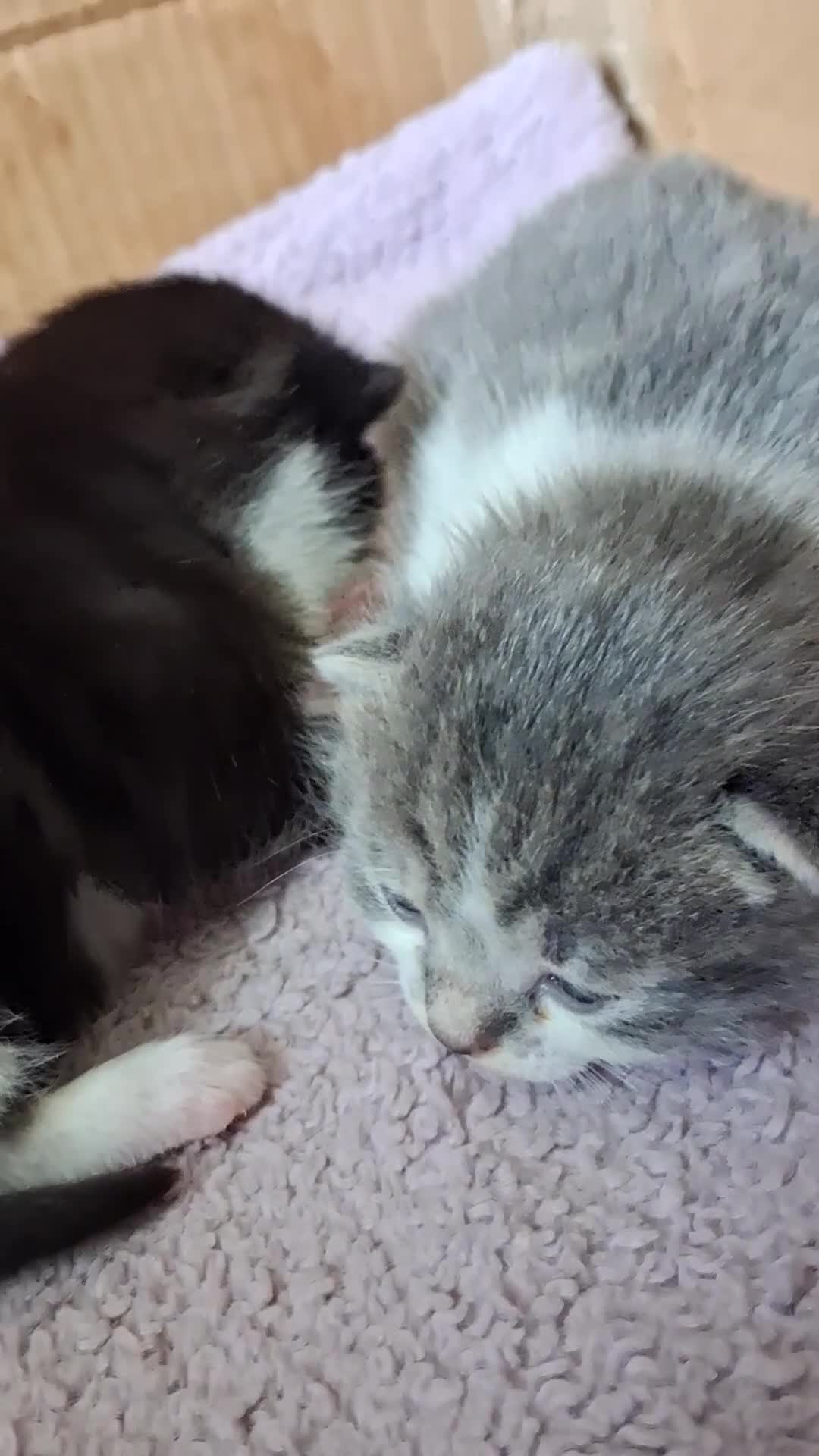 Mixed Breed cats for sale: Mixed breed 2 x kittens - Video 2