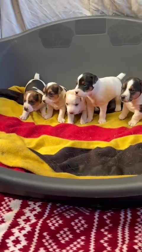 Jack Russell dogs for sale: Working Jack Russell pups - Video 1