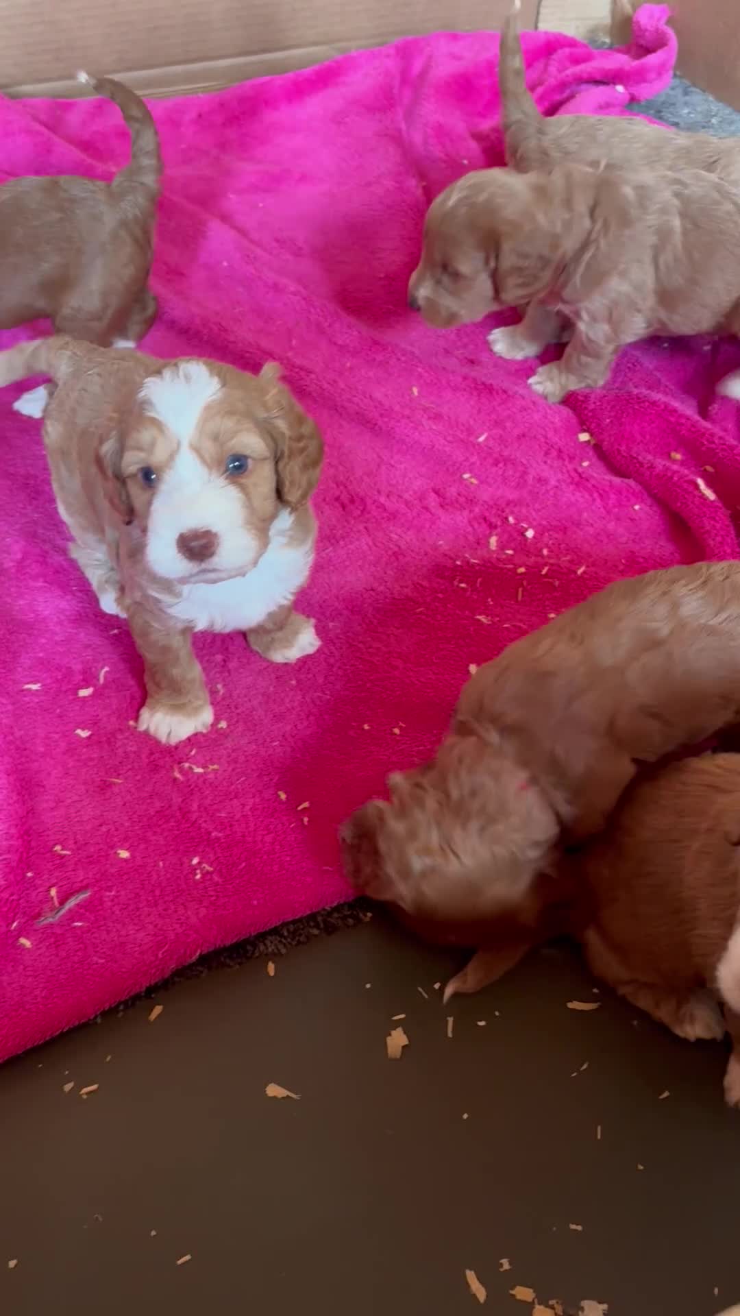 Cockapoo dogs for sale: F1 cockapoo - Video 1