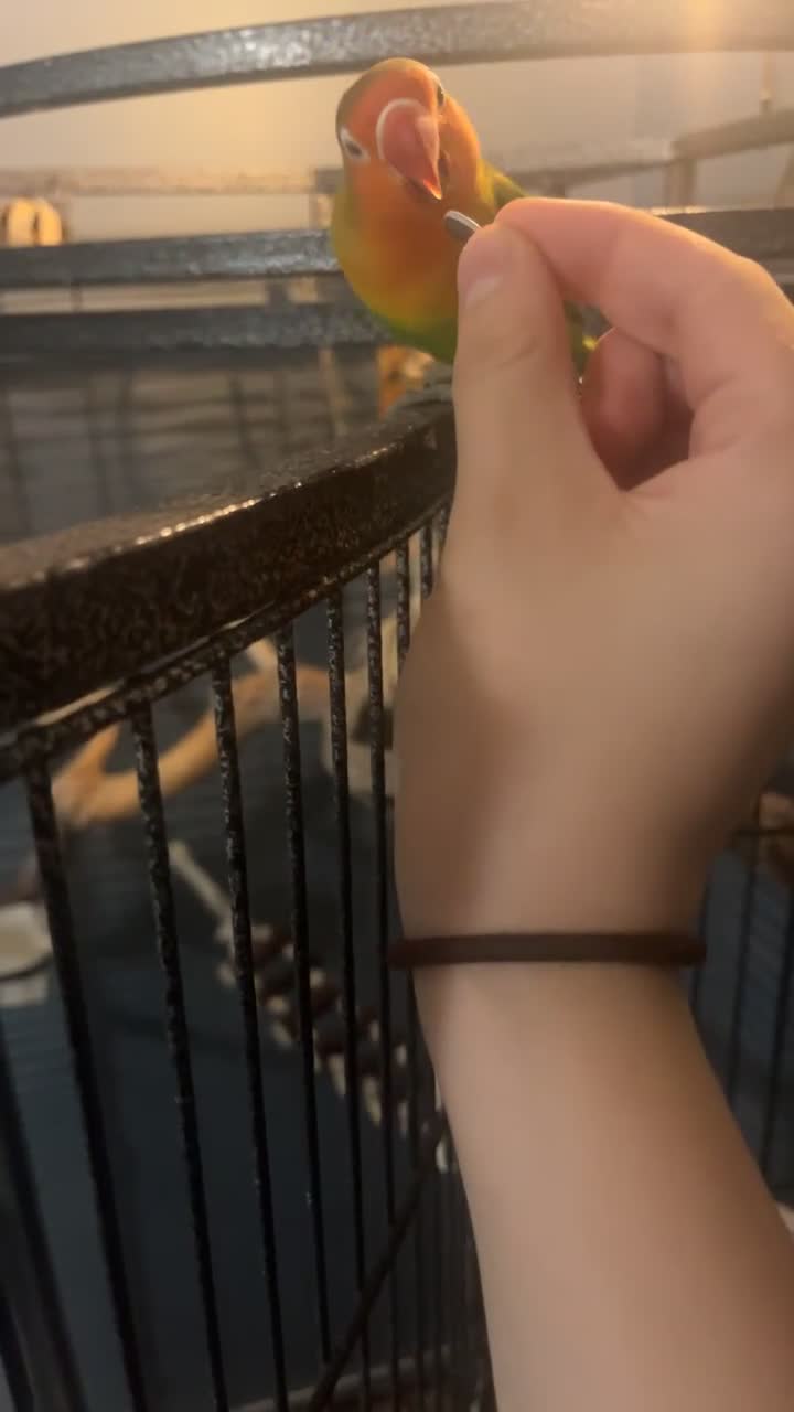 Lovebirds birds for sale: Young female Lovebird for sale - Video 1