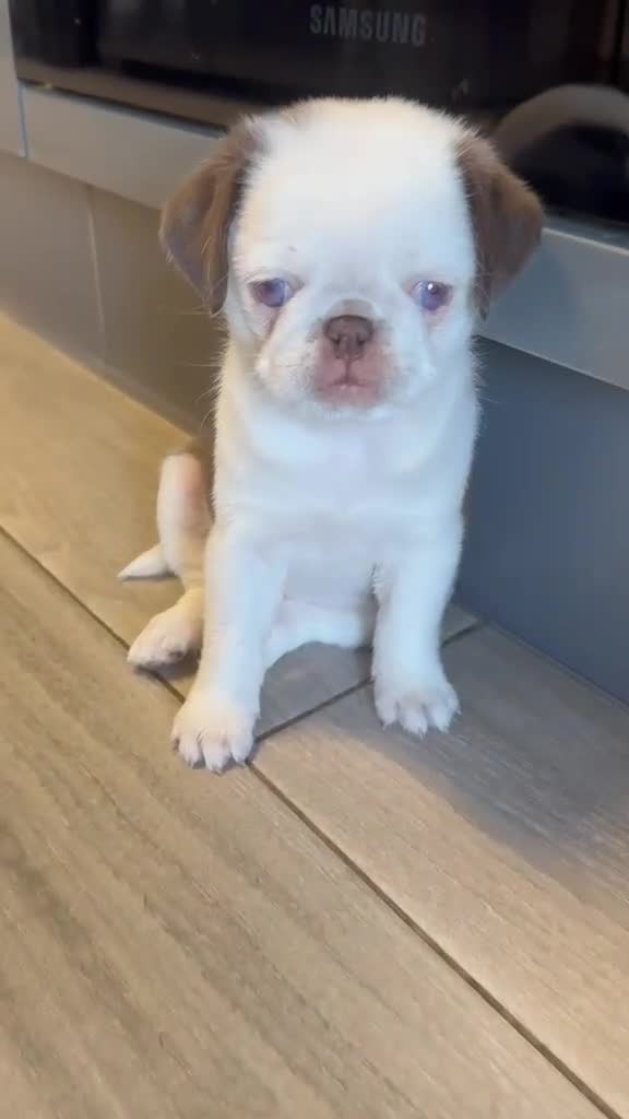 Pug dogs for sale: Beautiful Exotic Pug Puppies - Video 1