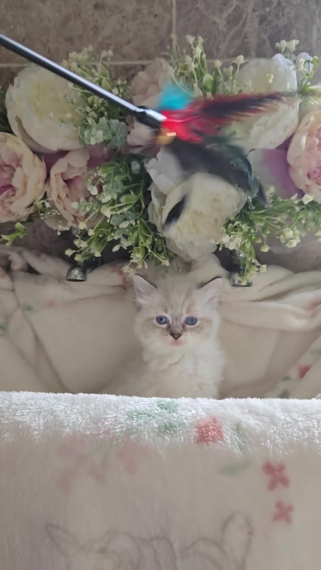 Ragdoll cats for sale: Gorgeous Pedigree ragdoll kittens - Video 4