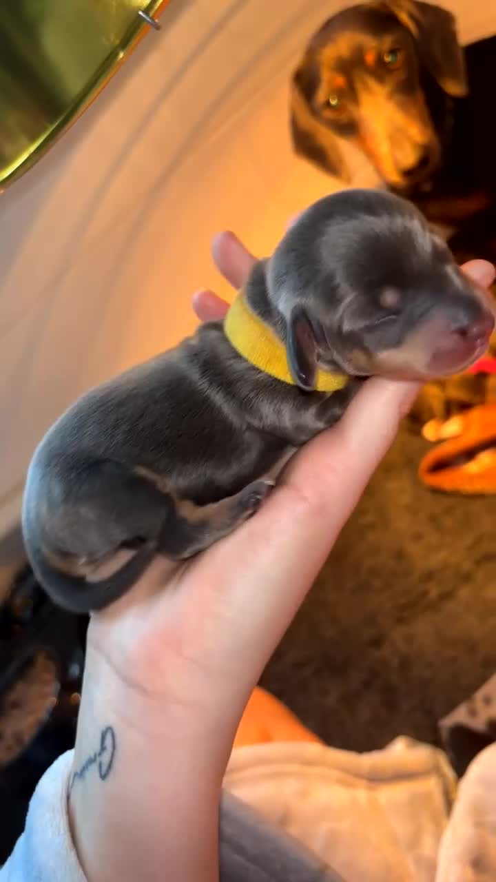 Miniature Dachshund dogs for sale: Blue & Tan Miniature Dachshund  - Video 4