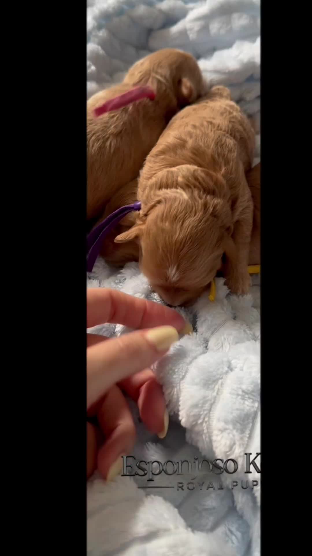 Maltipoo dogs for sale: 👑ULTRA RARE F1 TINY DNA ASIAN MALTIPOO PUPPIES👑 - Video 1
