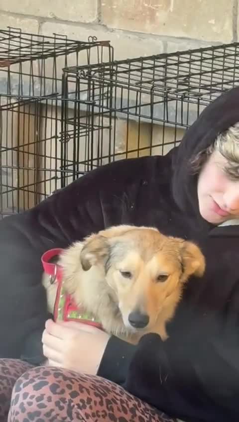 Mixed Breed dogs for adoption: 💙🐶 NICK(8 month) & ❤️🐶 MAILY (1 year)  - Video 1