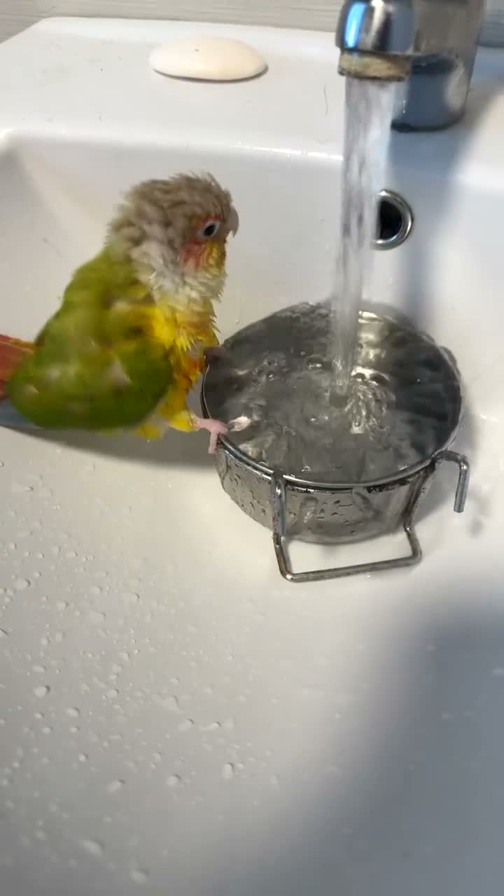 Conures birds for sale: Monty the Conure! in Barnsley - Video 1