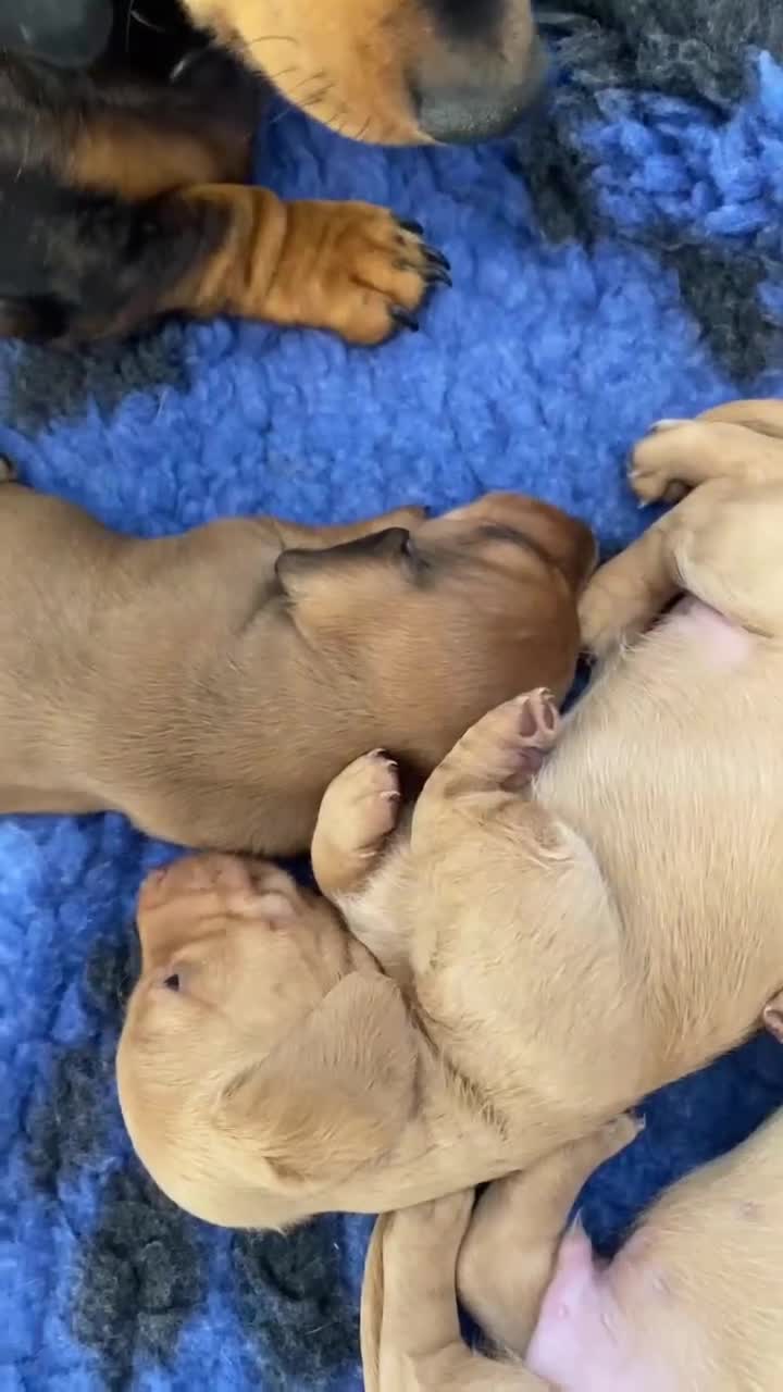 Miniature Dachshund dogs for sale: Gorgeous miniature smooth coated dachshunds  in Saltash - Video 1