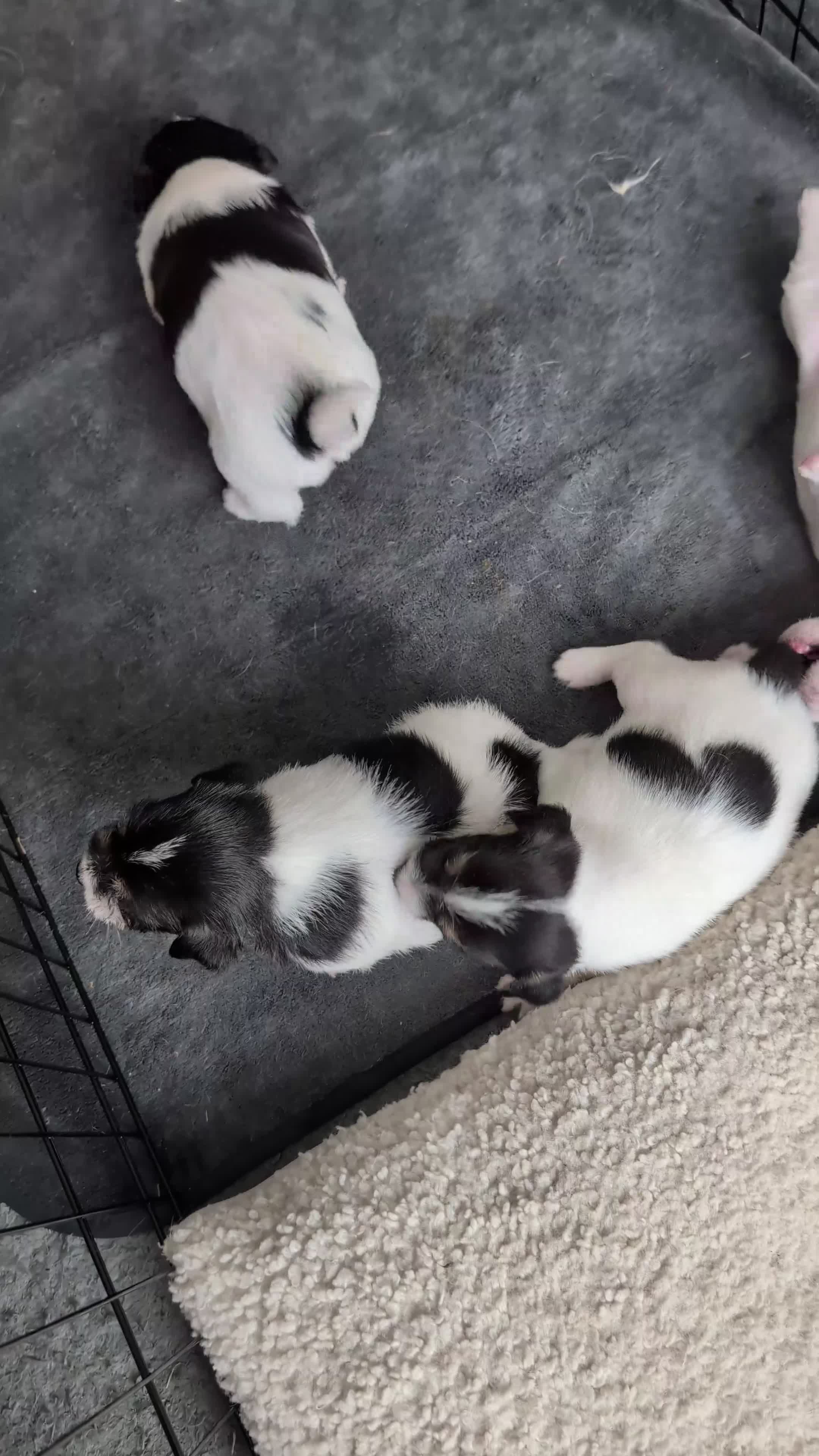 Mixed Breed dogs for sale: Jack Russel Puppies - Video 1