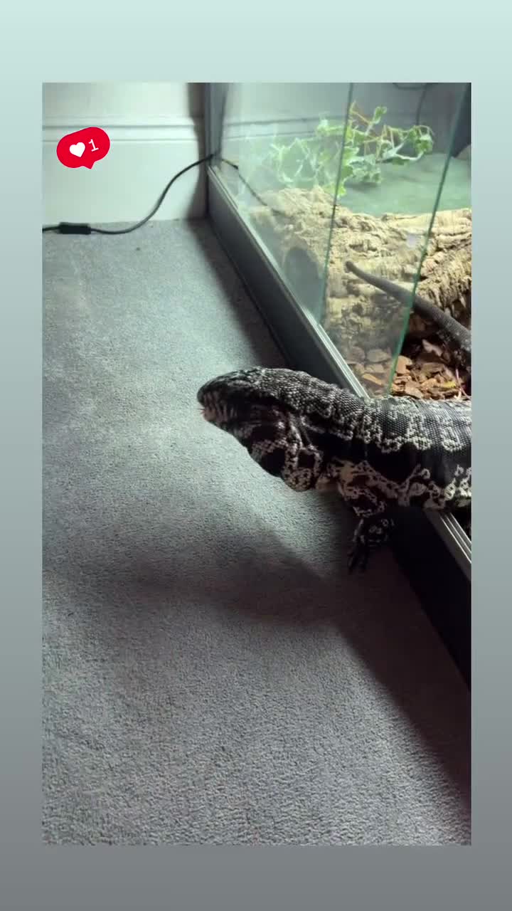 Mixed Breed invertebrates for sale: Black and white tegu  - Video 1