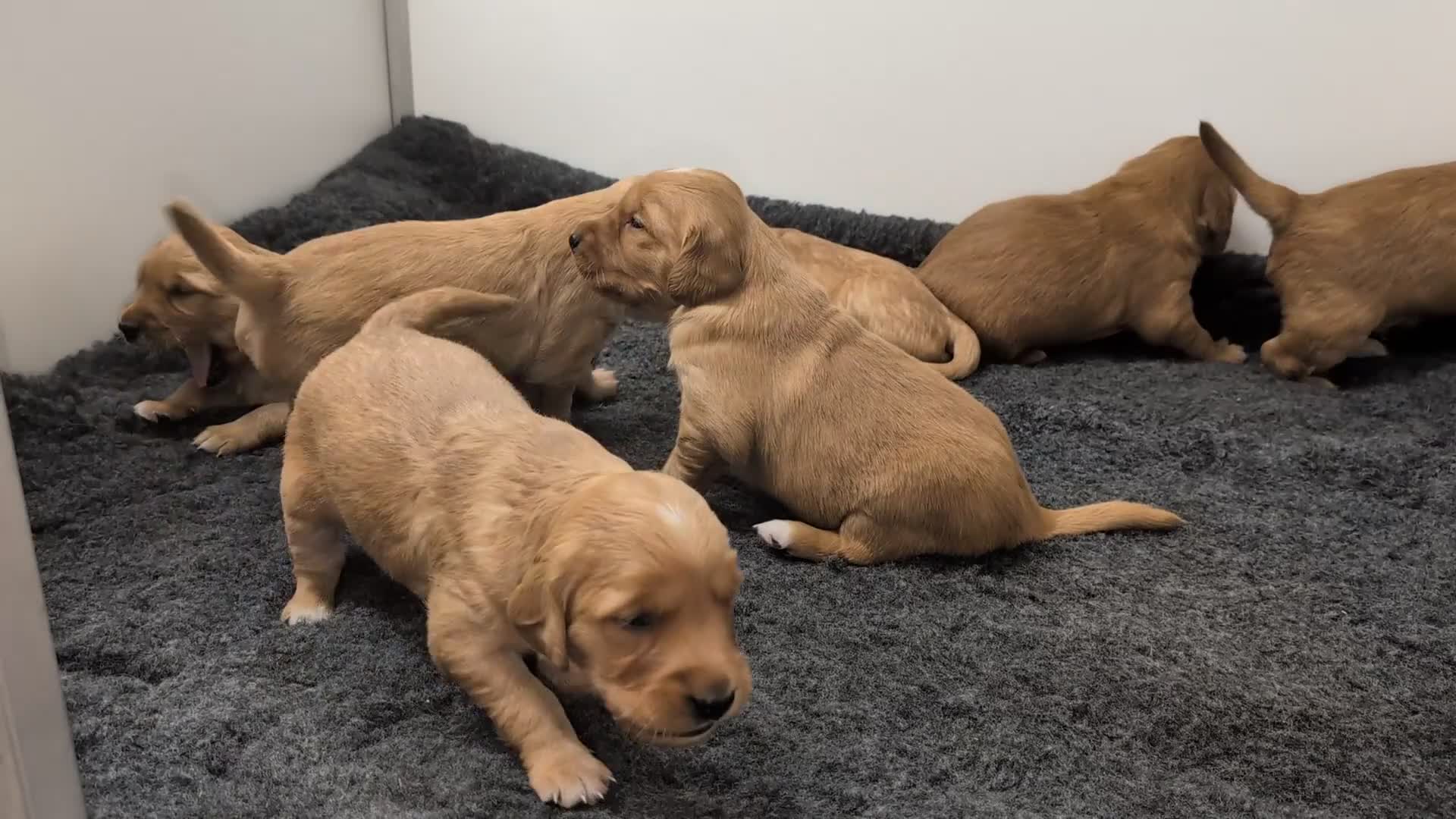 Golden Retriever dogs for sale: Dark Red Kc Registered Golden Retriever Puppies - Video 2