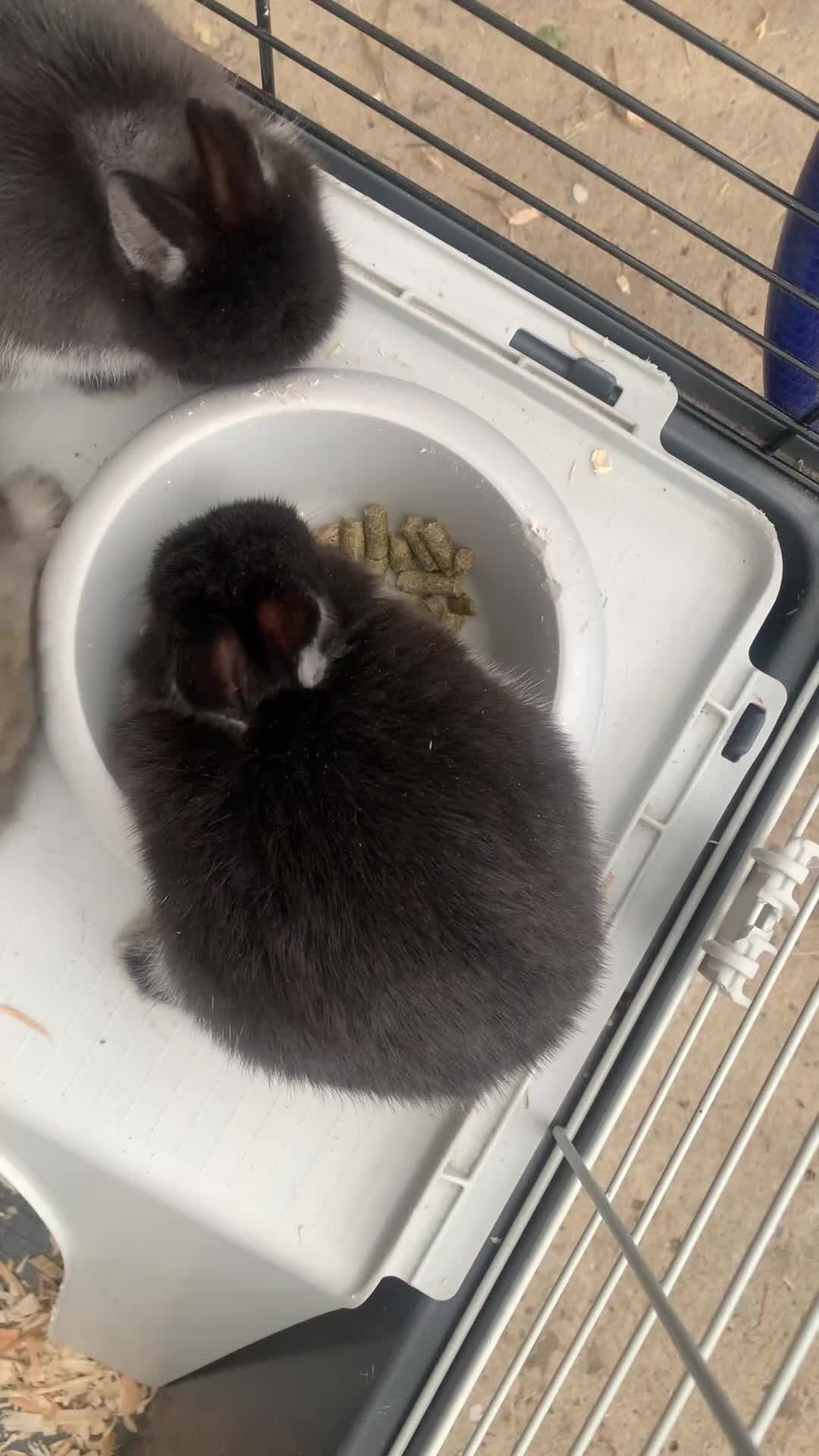 Netherland Dwarf rabbits for sale: Gorgeous Netherland Dwarf Rabbits - Available now - Video 3