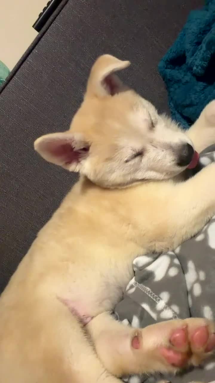 Siberian Husky dogs for sale: White male Siberian husky - Video 2