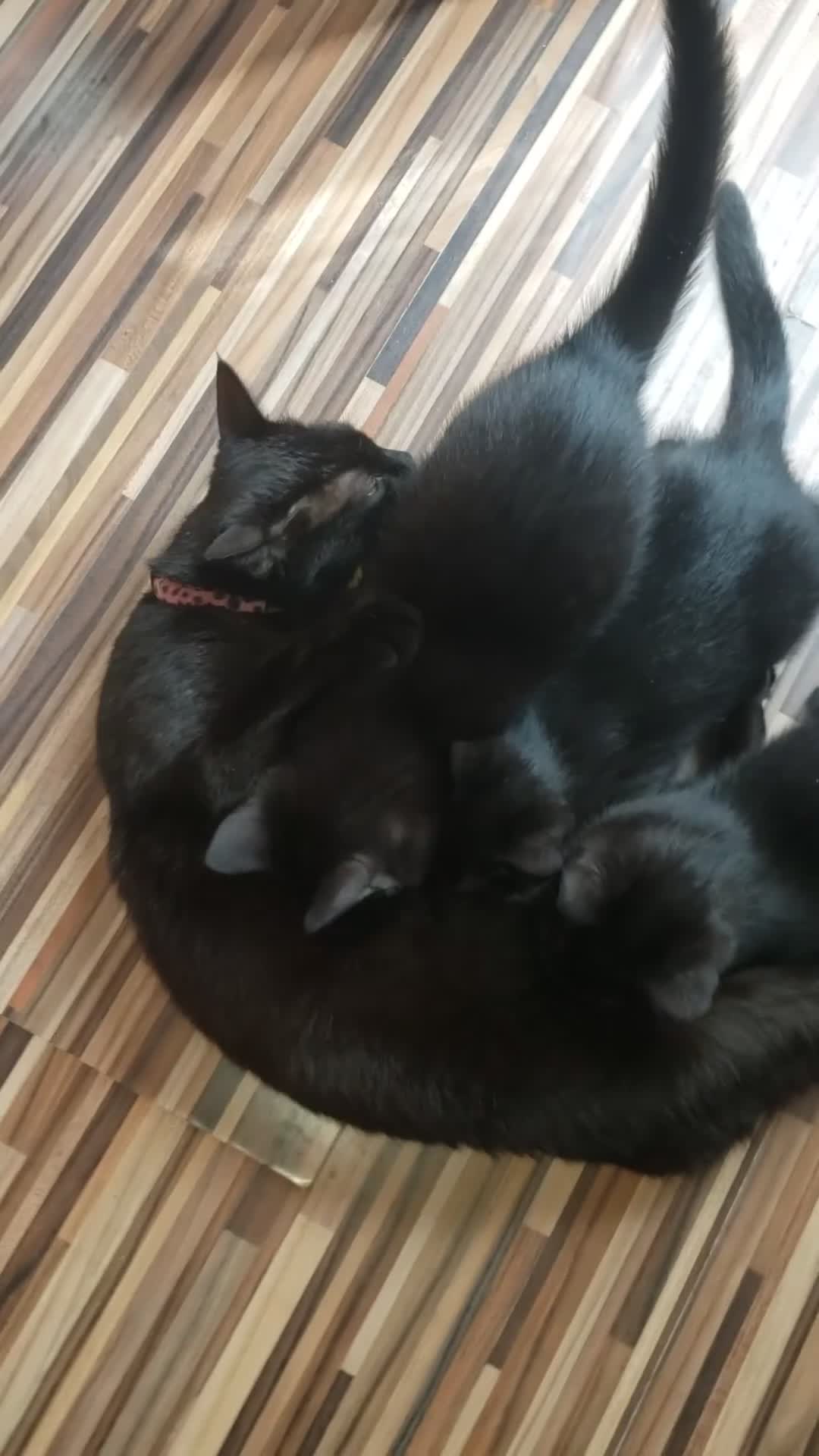 Domestic Shorthair cats for sale:  Bob, The Kitten - Video 1
