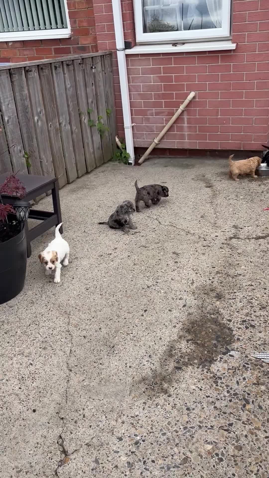 Cavapoo dogs for sale: Beautiful Caverpoo puppies - Video 2