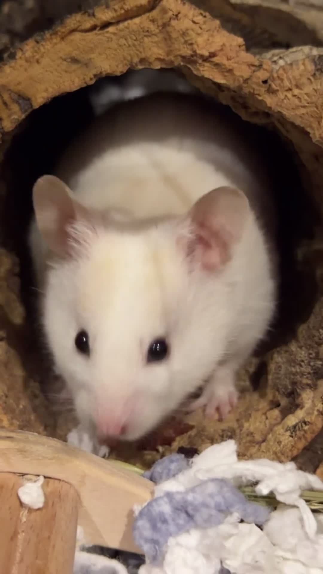 Hamster rodents for sale: Hamster + full cage setup & extras  in Tipton - Video 1