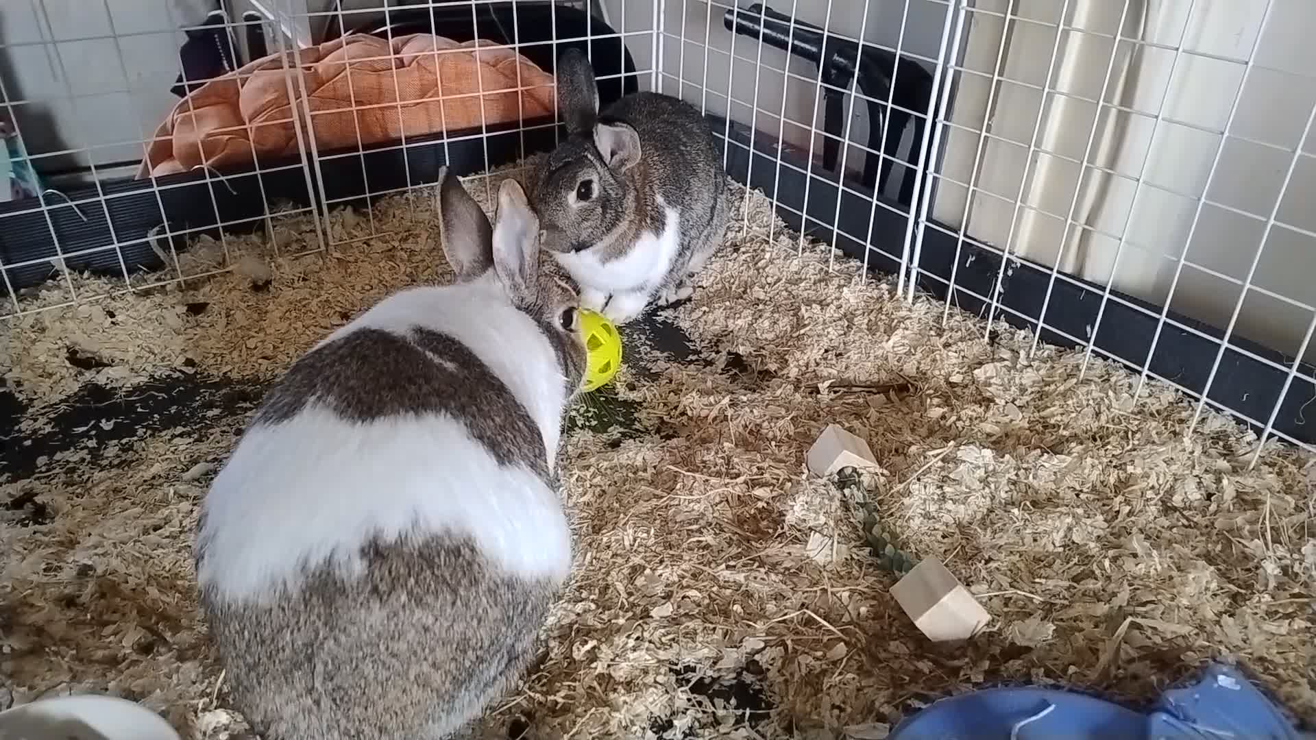 English rabbits for sale: Bonded MF bunnies - Video 1