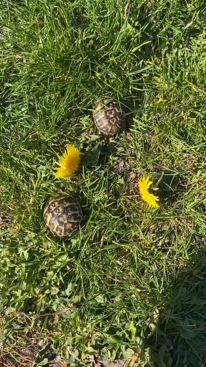 Tortoise reptiles for sale: 11month old baby Herman's tortoises - Video 2