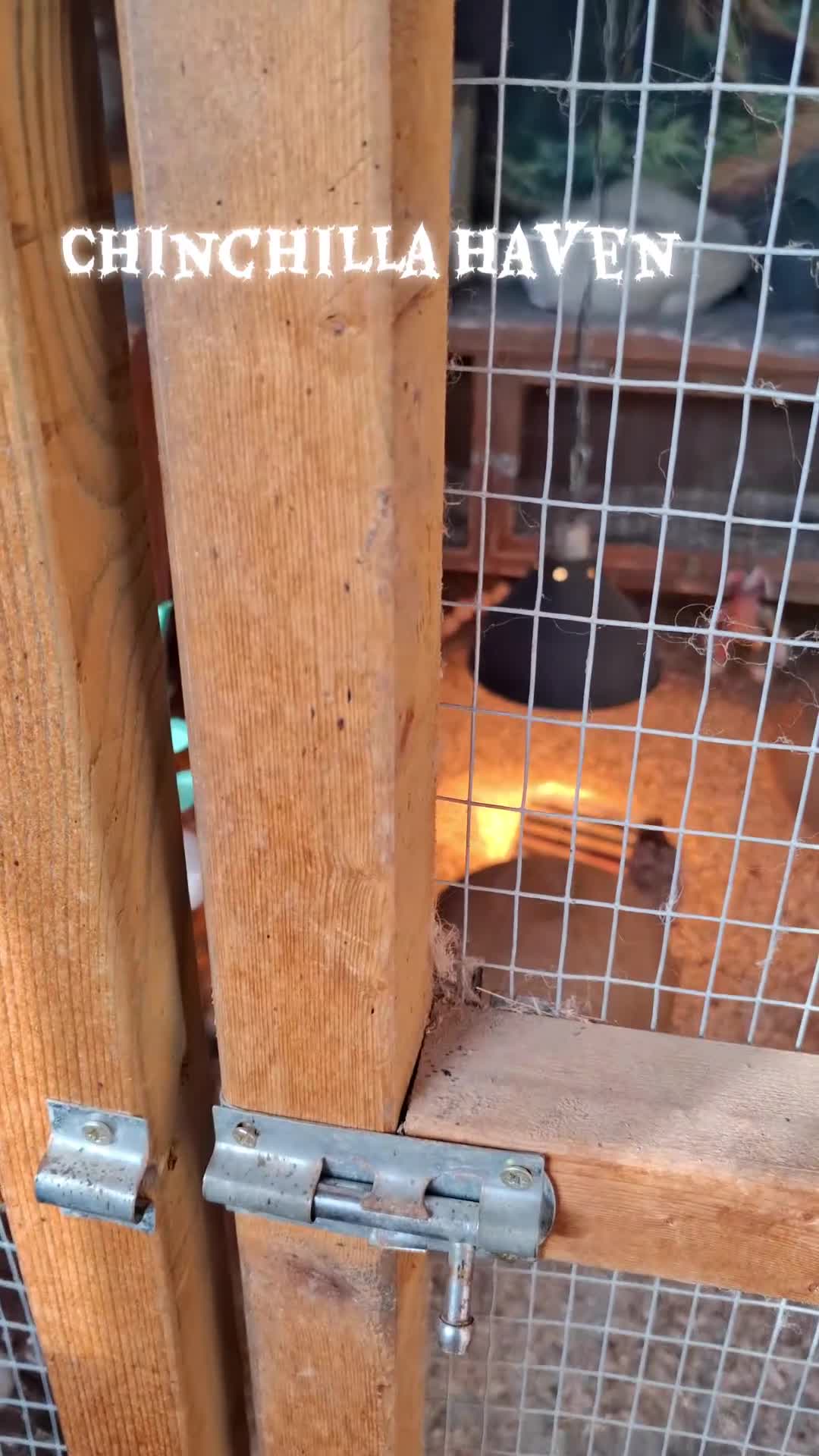 Chinchilla rodents for sale: Chinchillas ready for new homes - Video 5