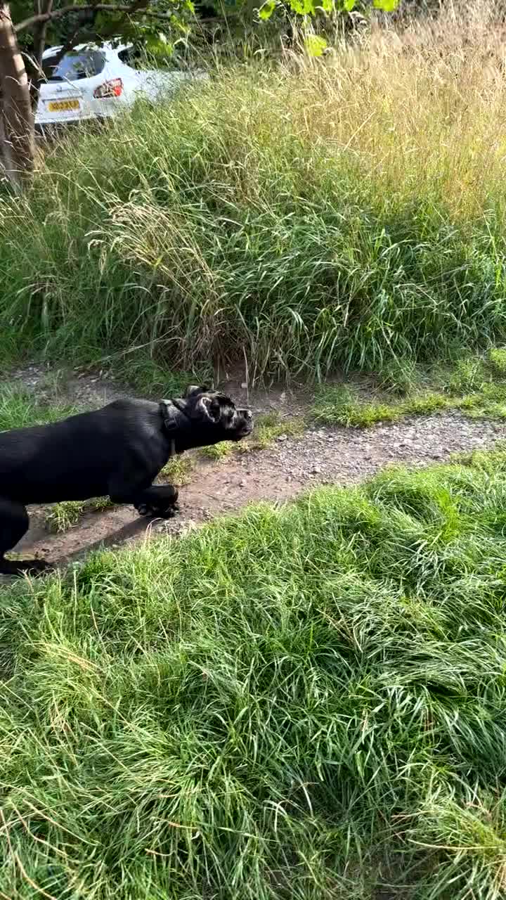 Cane Corso dogs for sale: Cane corso for sale  - Video 1