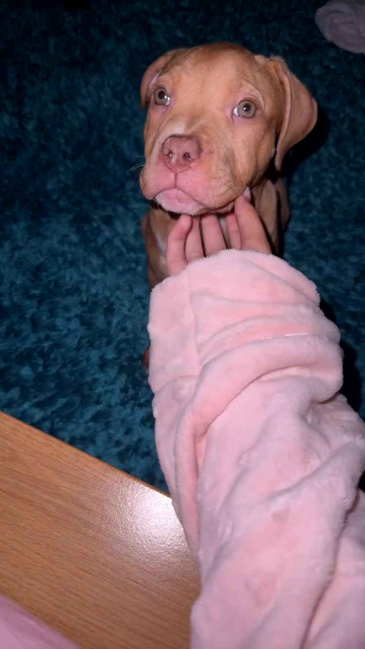 Staffordshire Bull Terrier dogs for sale: Staffordshire bull terrier for sale  - Video 1