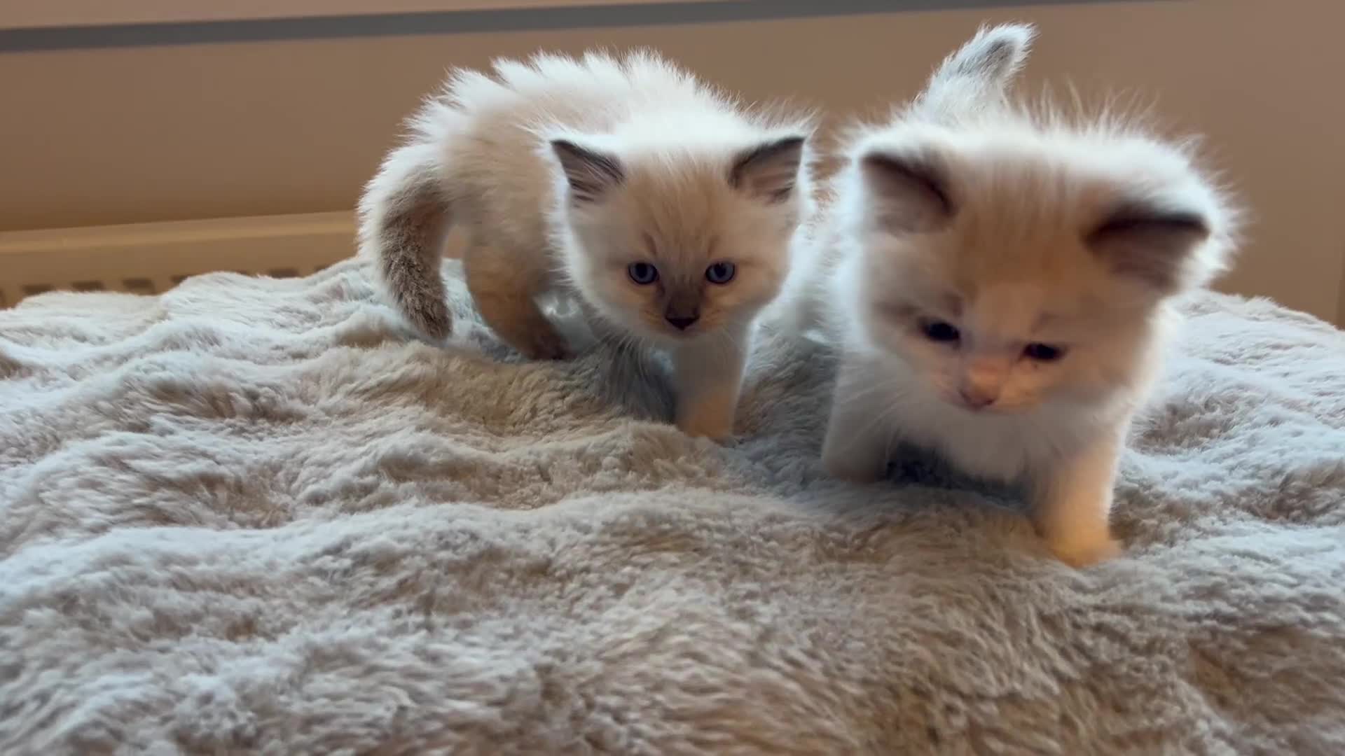 Ragdoll cats for sale: Beautiful Ragdoll Kittens in Durham - Video 3