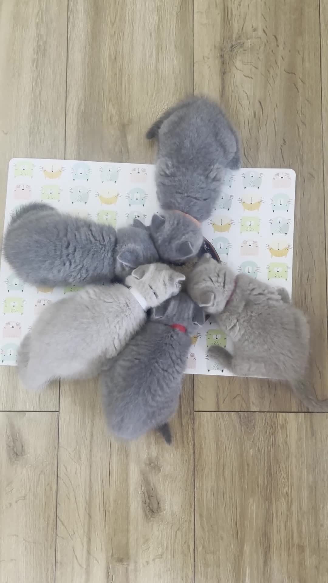 British Shorthair cats for sale: British Blue & Lilac Shorthair Kittens - Video 1