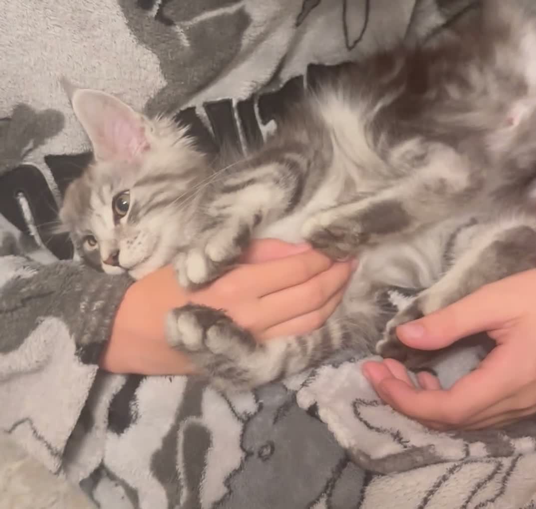 Maine Coon cats for sale: Beautiful Tica Active big girl  - Video 2