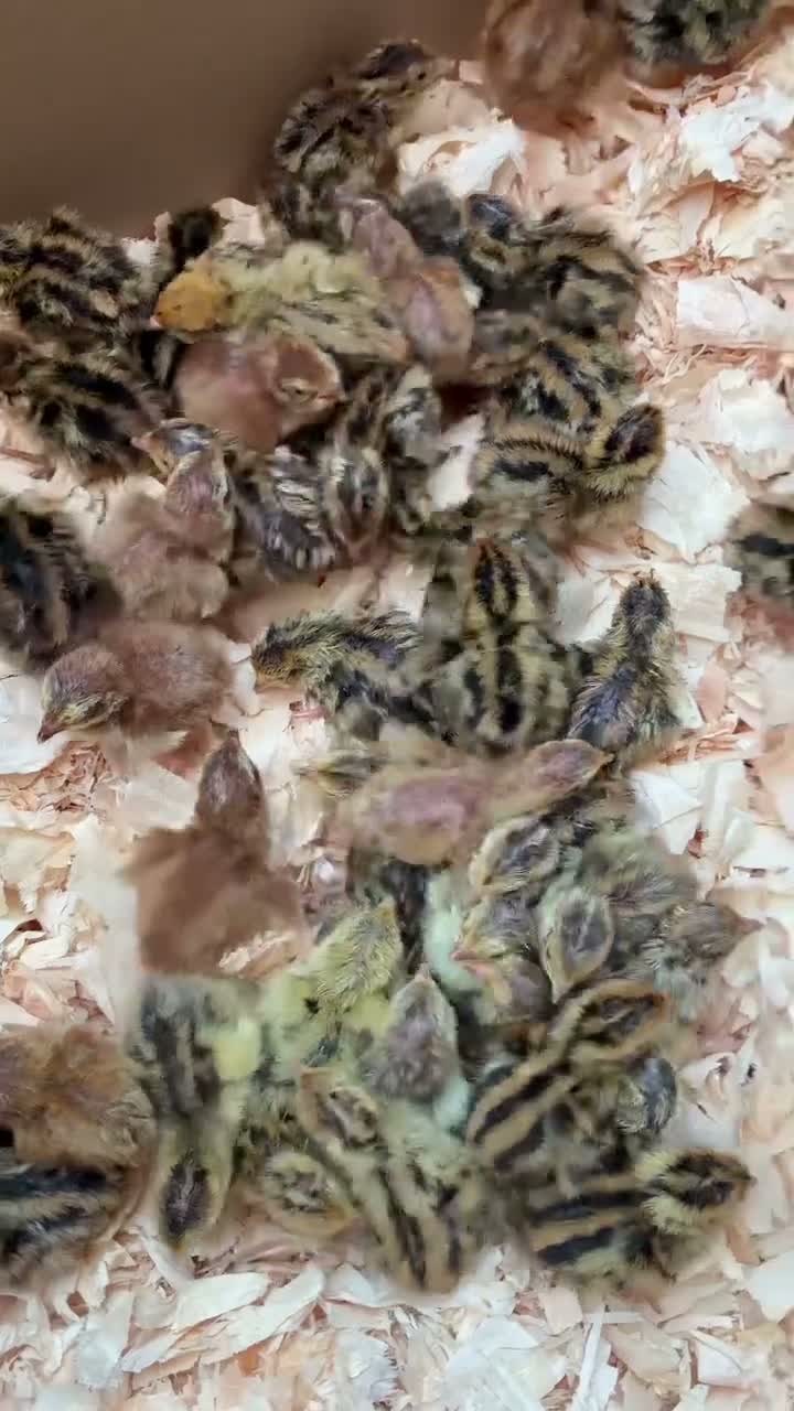 Quail poultry for sale: Courtix quail  - Video 1