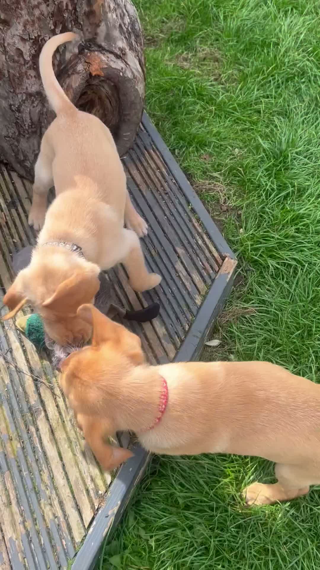 Labrador Retriever dogs for sale: KC Registered Labrador Puppies - Video 1