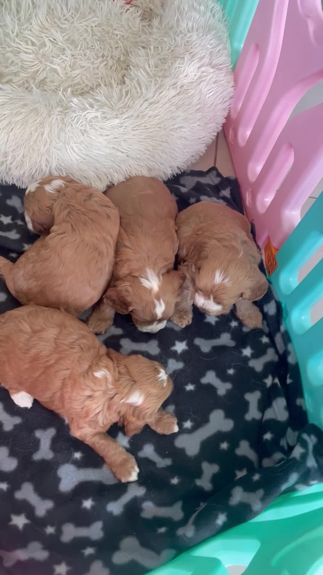 Cockapoo dogs for sale: F1 MINIATURE  SHOW-LINE COCKAPOO PUPPIES  - Video 2