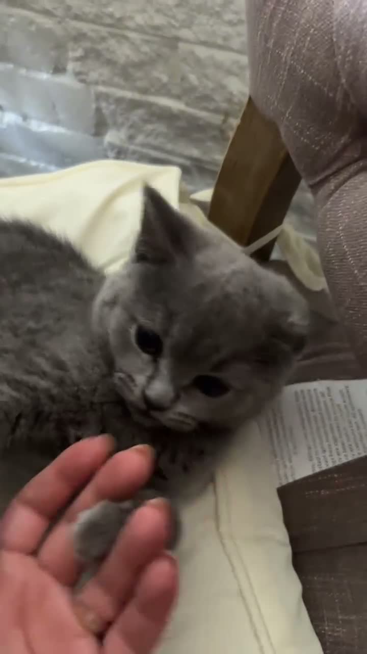 Mixed Breed cats for sale: Mixed blue British shorthair female kitten - Video 1