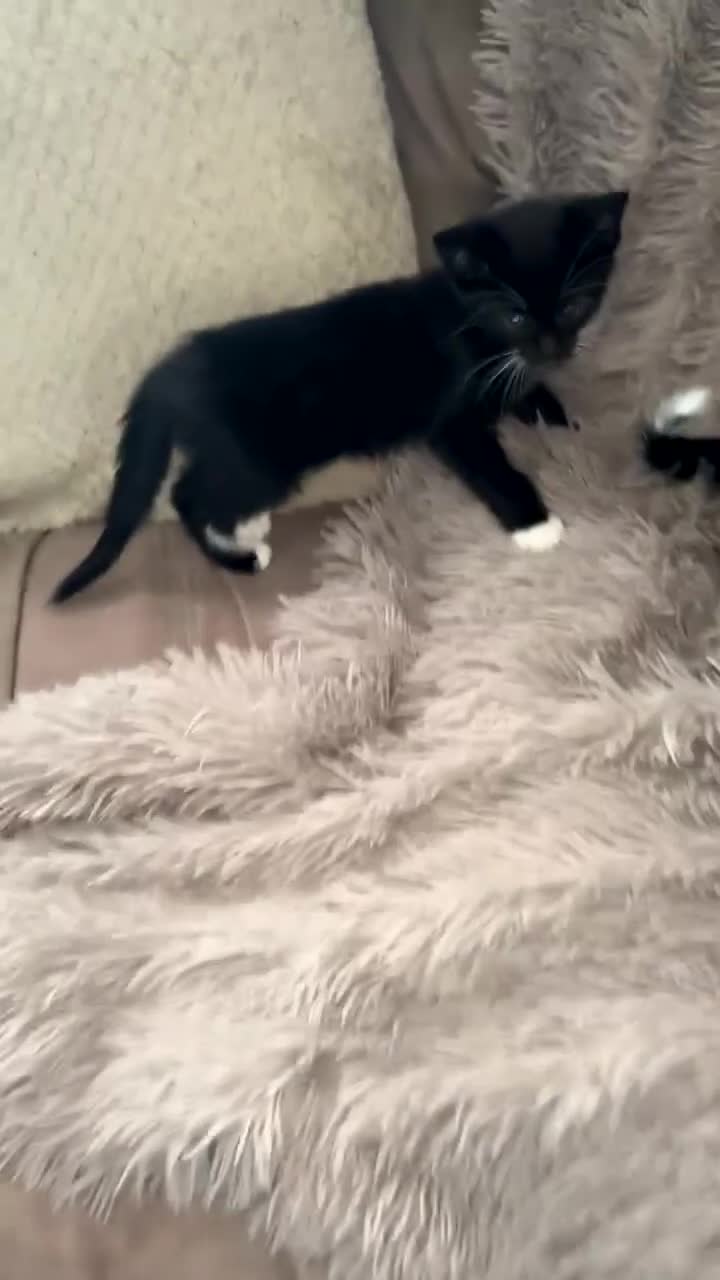 Mixed Breed cats for sale: 4 beautiful kittens  - Video 5