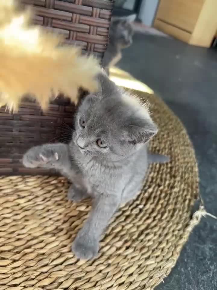 British Shorthair cats for sale: British Shorthair Kittens – 8 Weeks Old – £580  - Video 1