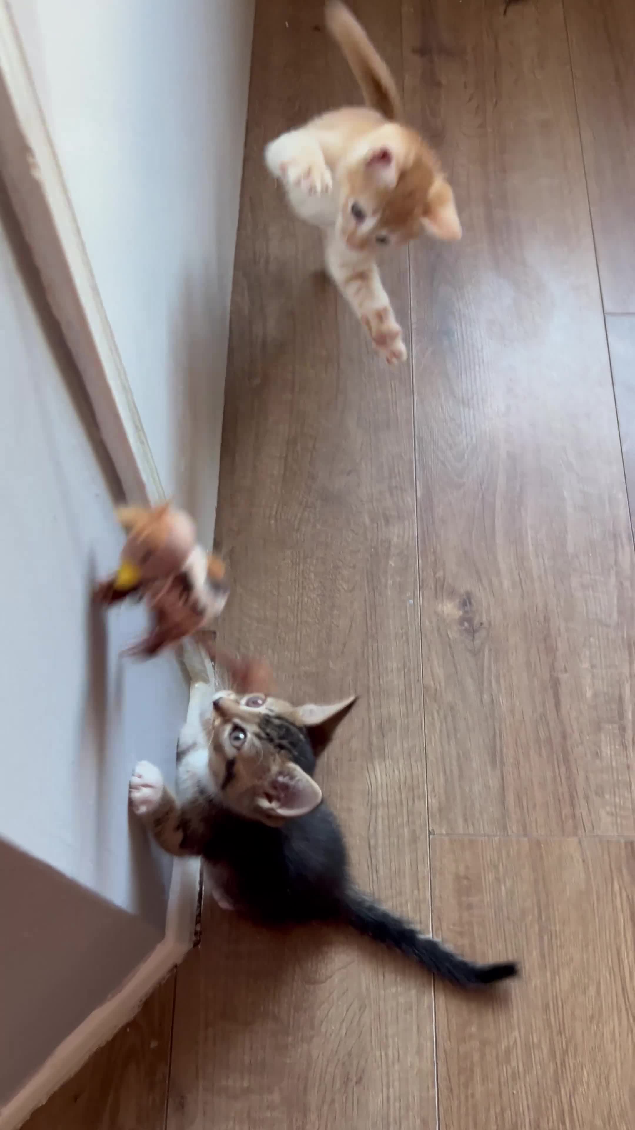 Mixed Breed cats for sale: 🚨GORGEOUS KITTENS READY TO LEAVE 🚨 - Video 1