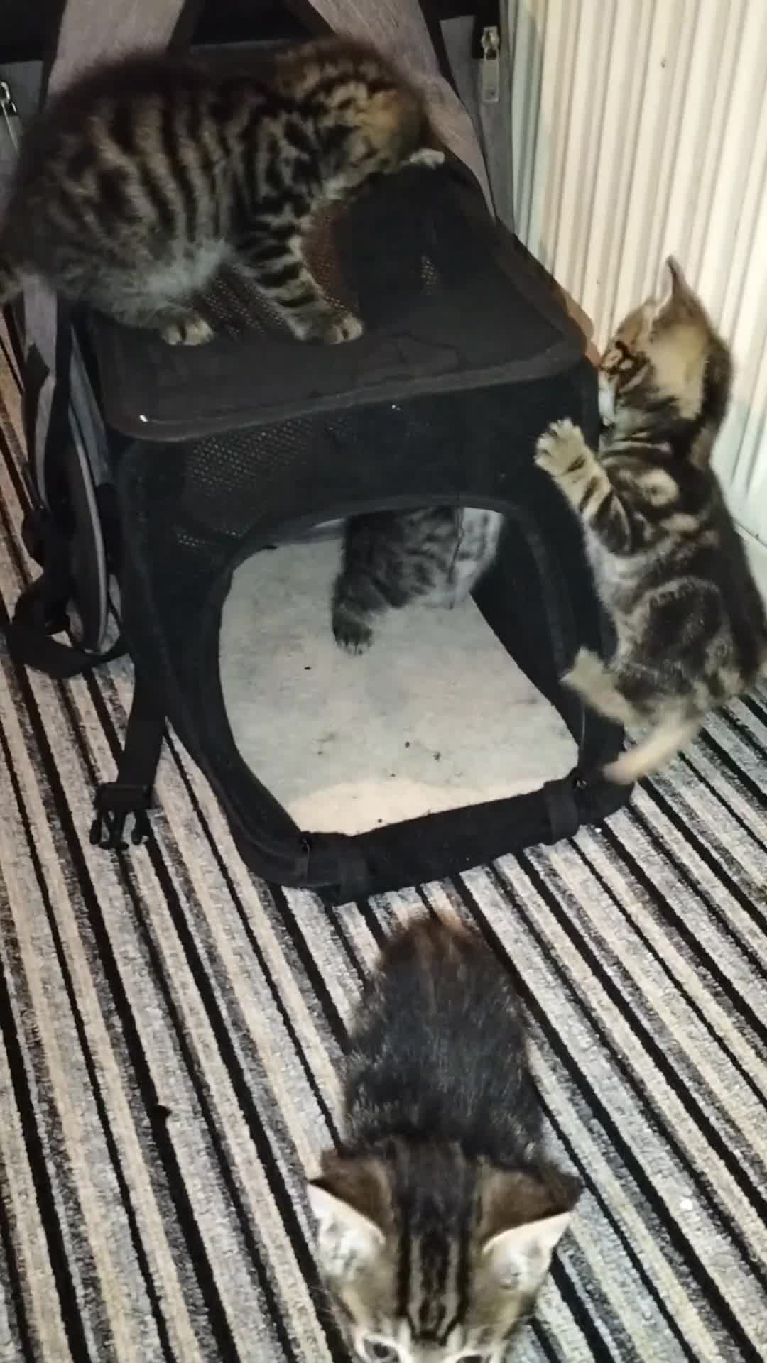 Mixed Breed cats for sale: 5 Beautiful Tabby Kittens - Video 1