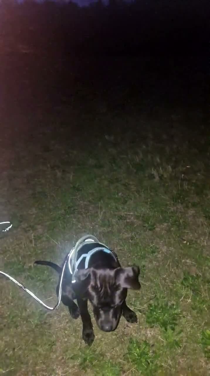 Mixed Breed dogs for sale: Mix breed  in Mansfield - Video 1