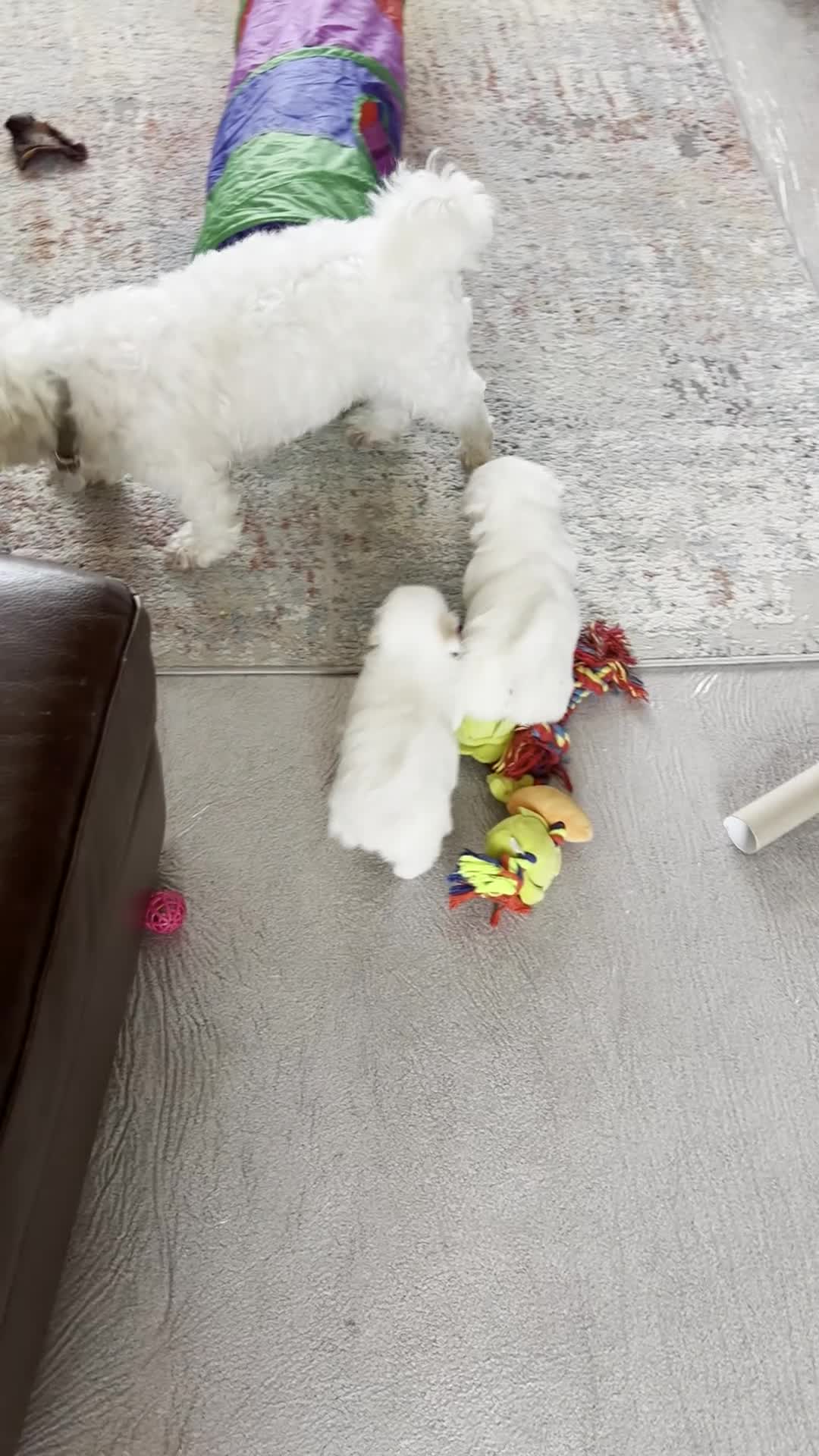Coton De Tulear dogs for sale: KC reg Coton de Tulear Pups 1 boy, 3 girl - Video 1