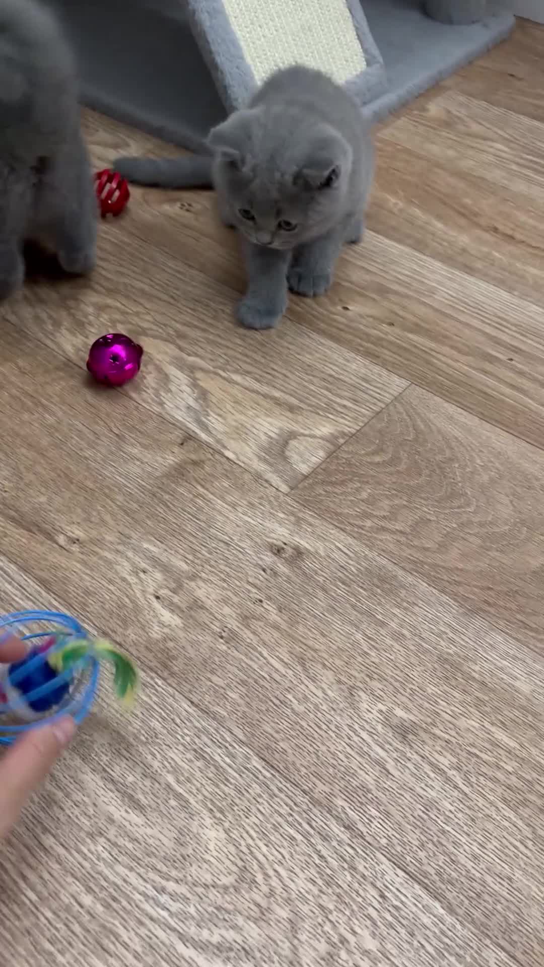 British Shorthair cats for sale: REDUCED GCCF active, 5 gen championship BSH - Video 1