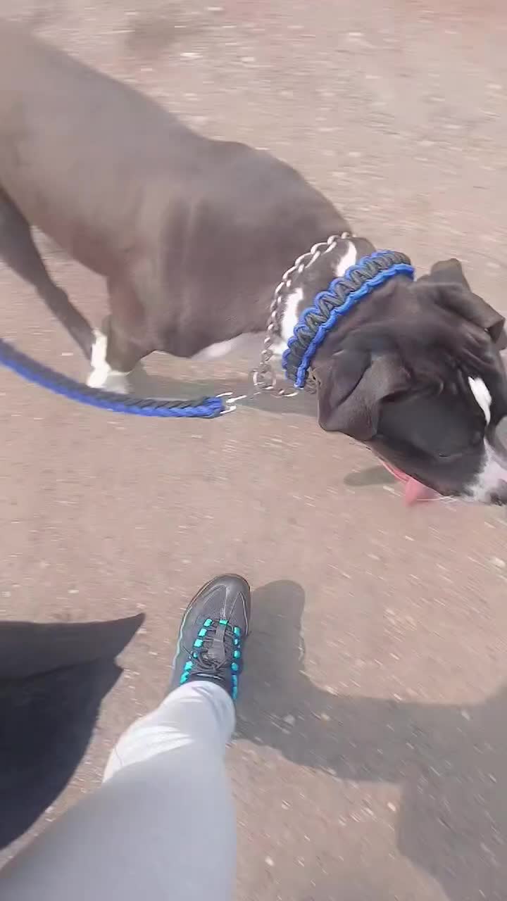 Mixed Breed dogs for sale: American bulldog cross - Video 1