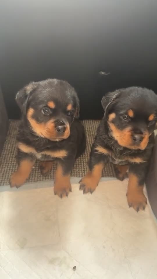 Rottweiler dogs for sale: Female Rottweiler pup for sale  - Video 3
