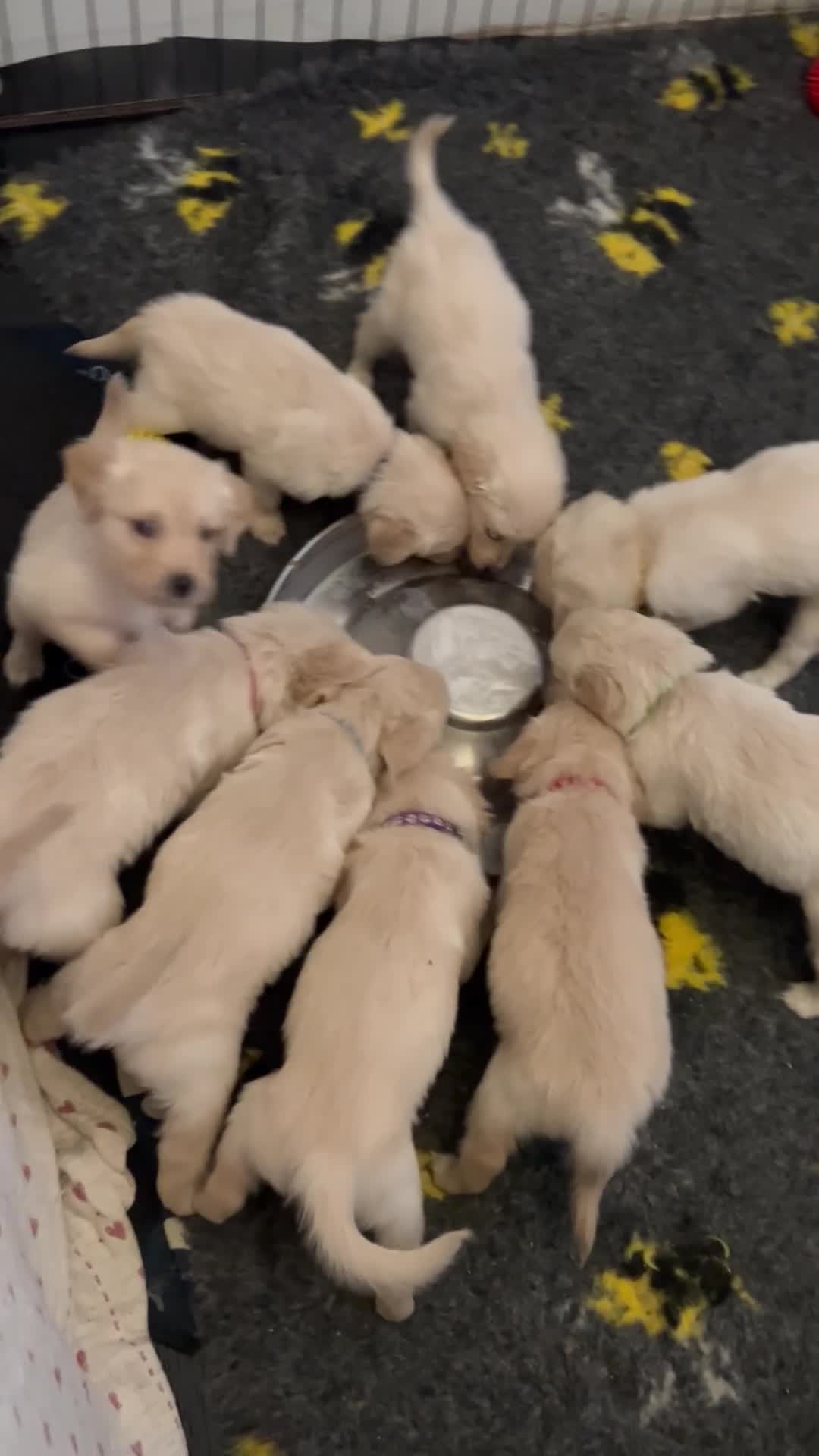 Golden Retriever dogs for sale: Golden retriever puppies - Video 3