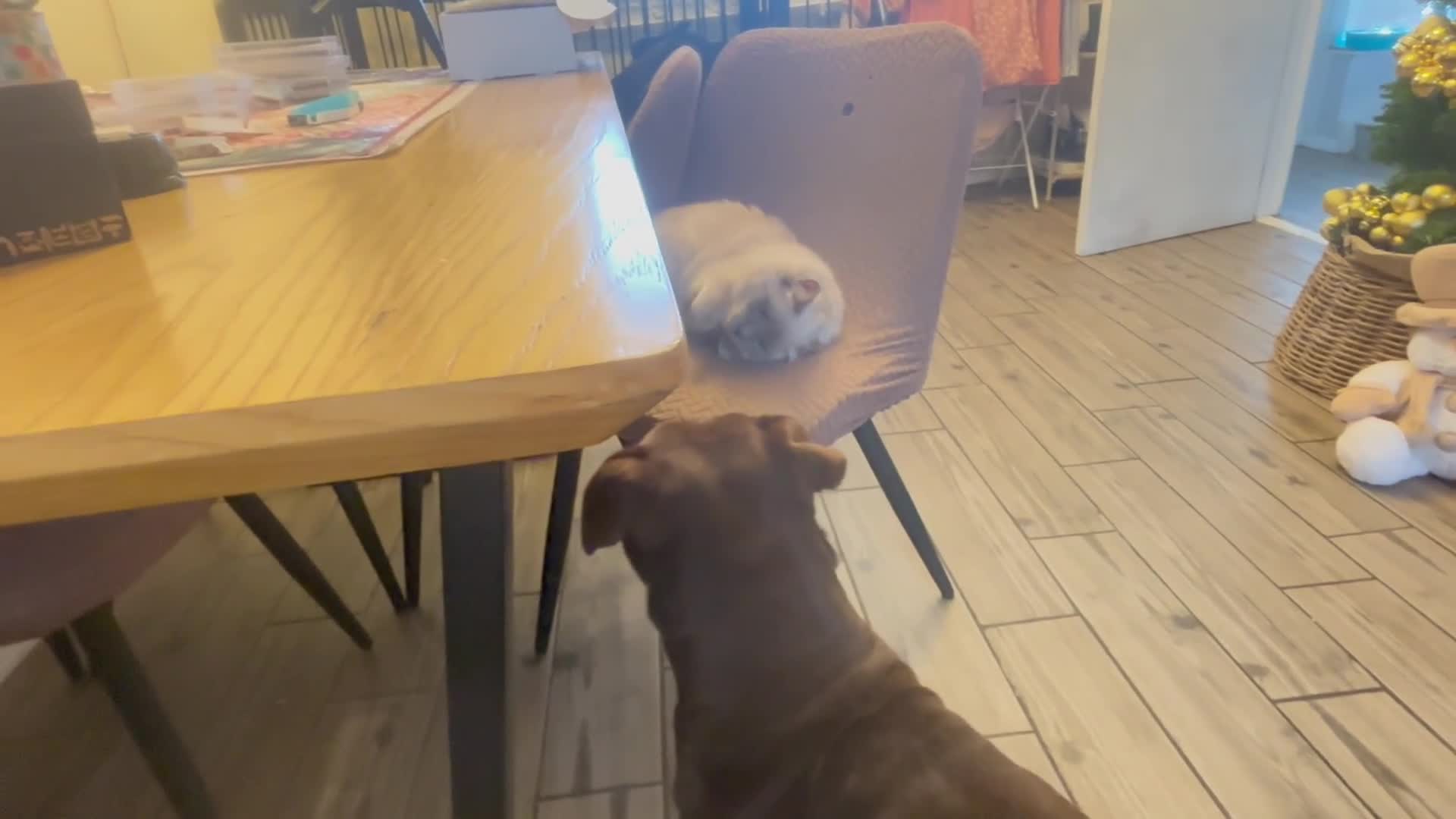 Olde English Bulldogge dogs for sale: Loving oldEngland Bulldog Lookingfor a 4eva Home  - Video 1