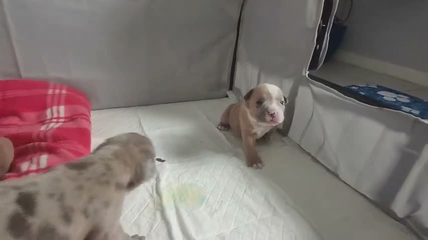 Mixed Breed dogs for sale: Beautiful staffy cross classic bully pups! - Video 1