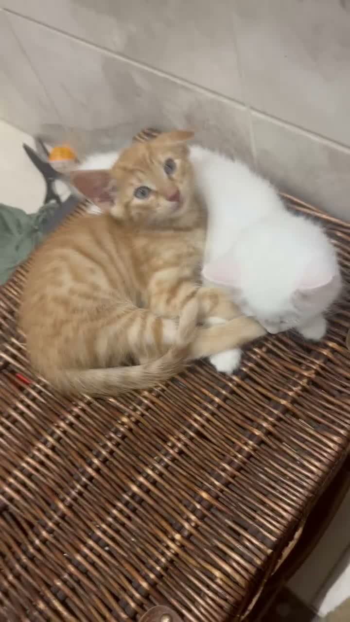 British Shorthair cats for sale: Elio ginger kitten for sale  - Video 1