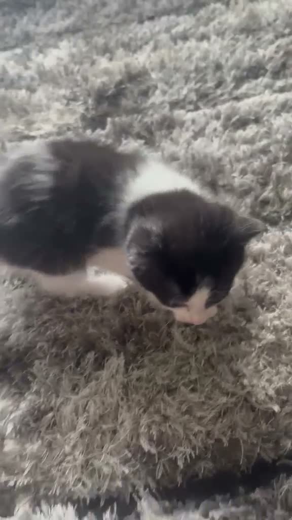 Mixed Breed cats for sale: 4 baby kittens  in Manchester - Video 3