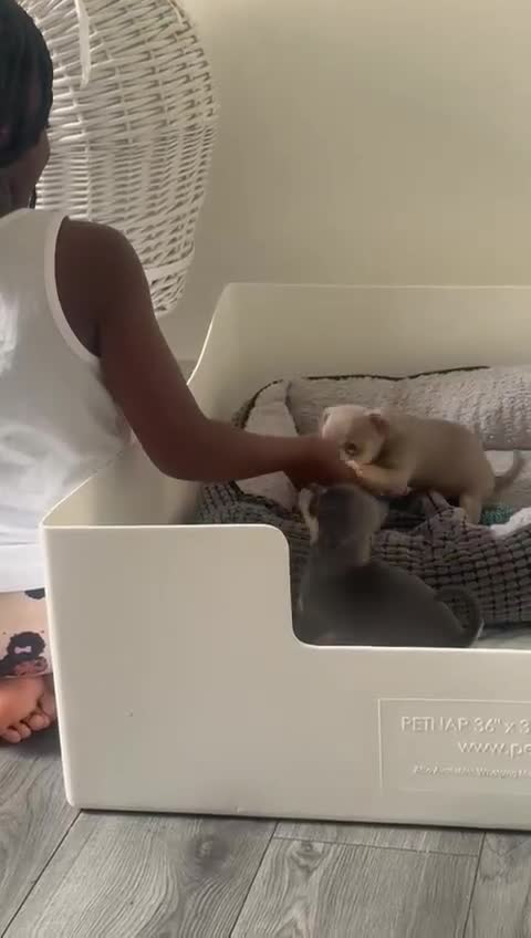 Chihuahua dogs for sale: Type Lilac & Blue Tan Chihuahua Puppies  - Video 1